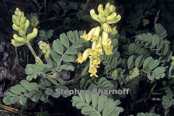 astragalus gibbsii 2 graphic